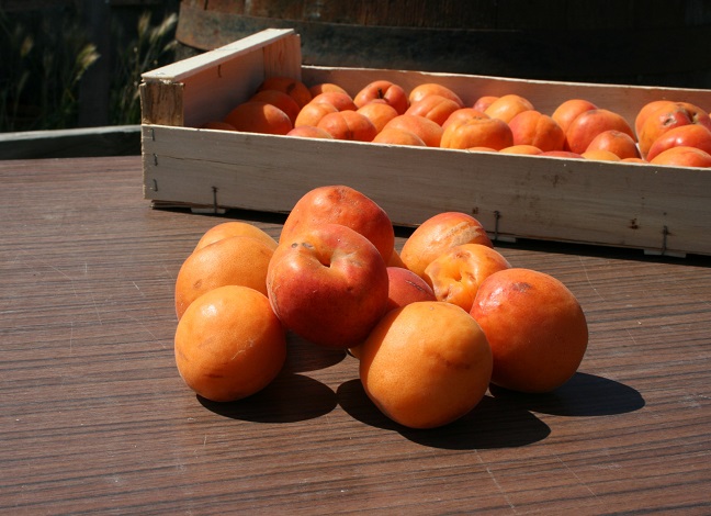 Abricots bio (500g)