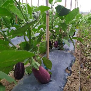 Aubergines couleur (kg)