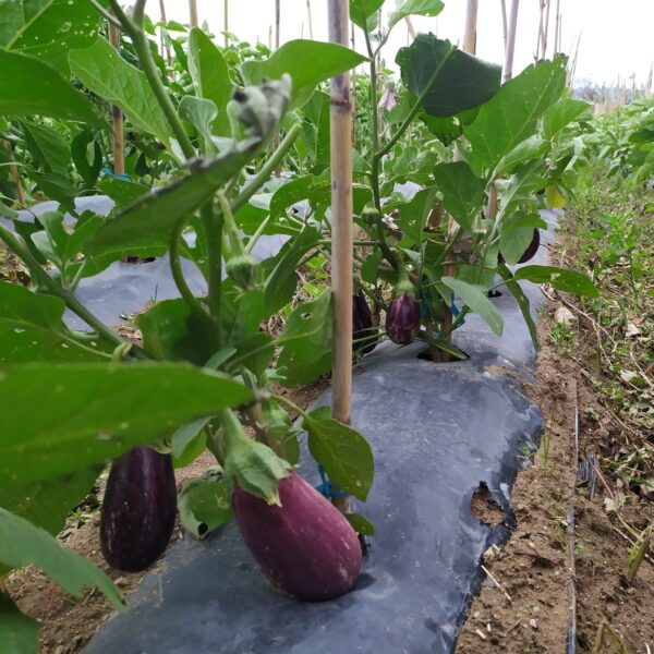 Aubergines couleur (kg)