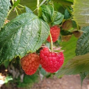 Framboises (125g)