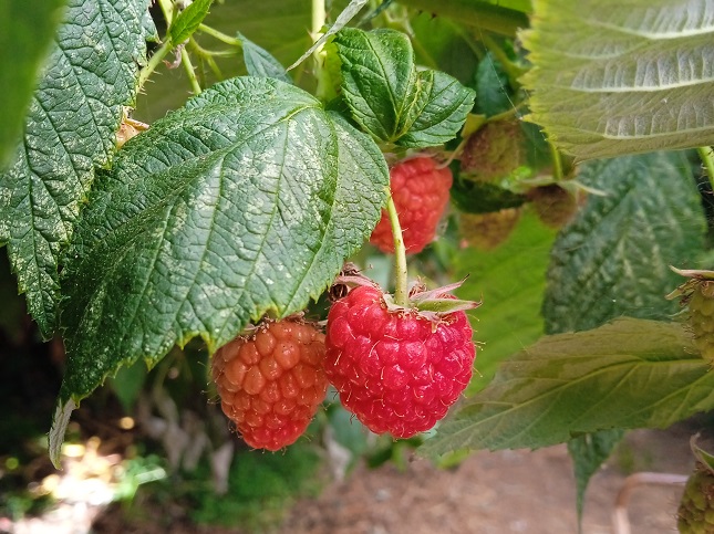 Framboises (125g)