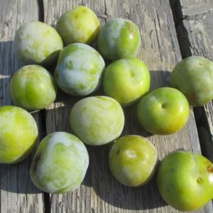 Prunes reine claude bio (500g)