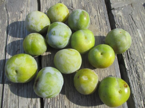 Prunes reine claude bio (500g)