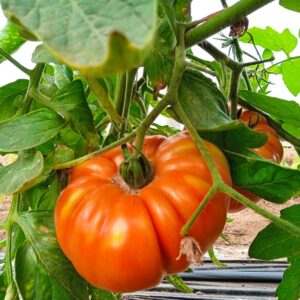 Tomates anciennes (kg)