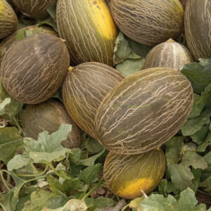 Melon piel de sapo (kg)