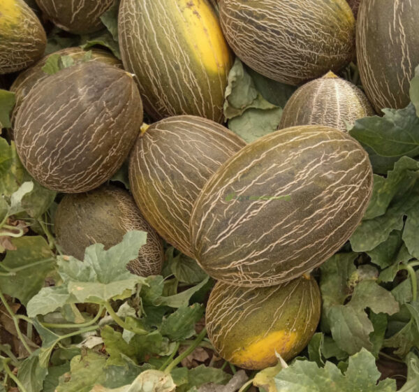 Melon piel de sapo (kg)