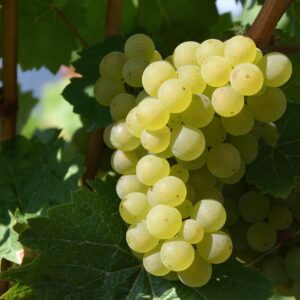 Raisin blanc (500g)