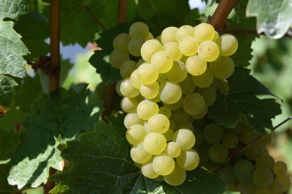 Raisin blanc (500g)
