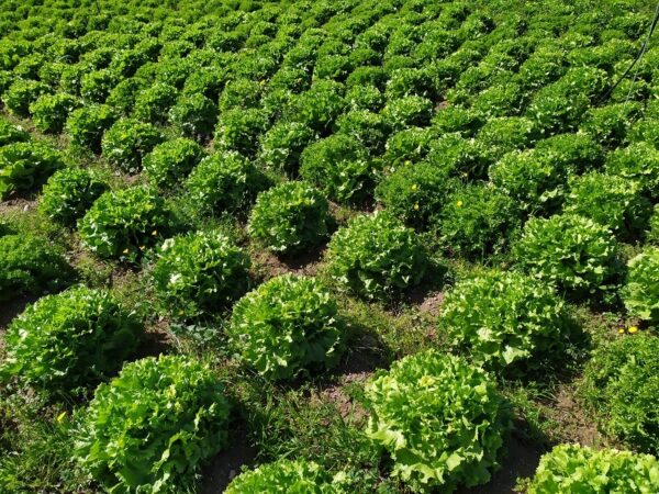 Chicorée frisée verte bio (pièce)