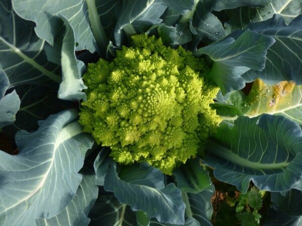 Chou romanesco bio (kg)