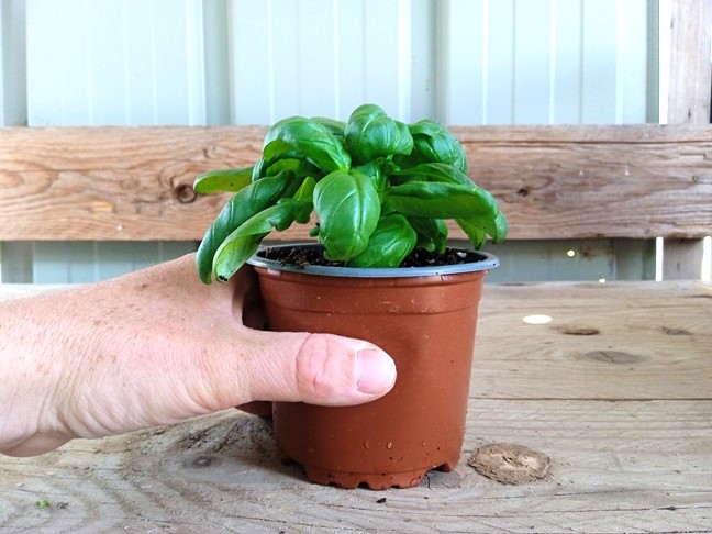 Basilic vert (pot)