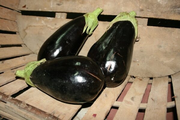 Aubergines bio (kg)