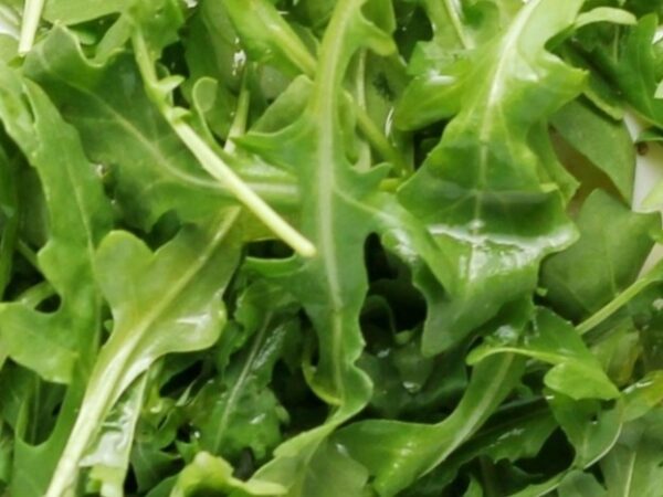Roquette (150g)