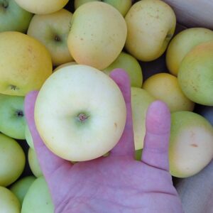 Pommes opale bio (kg)