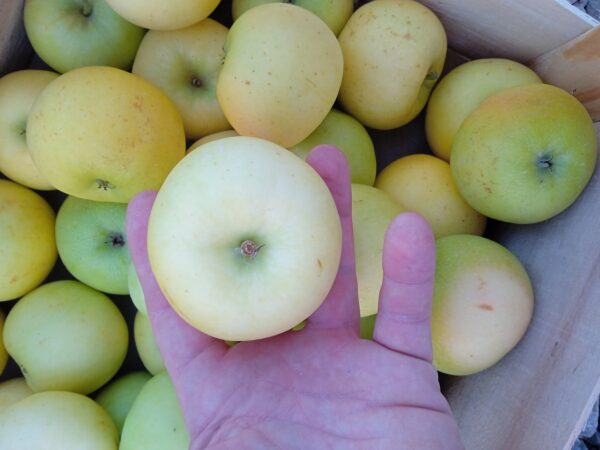 Pommes opale bio (kg)